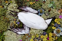 Fallen Animal Photography Image 2
