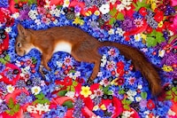 Fallen Animal Photography Image 3