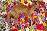 Fallen Animal Photography Image 4