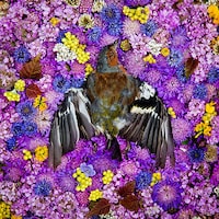 Fallen Animal Photography Image 5