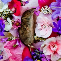 Fallen Animal Photography Image 7