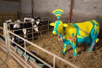 Bovine WiFi Statues Image 5