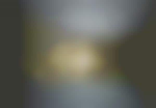 Sea Creature Lighting
