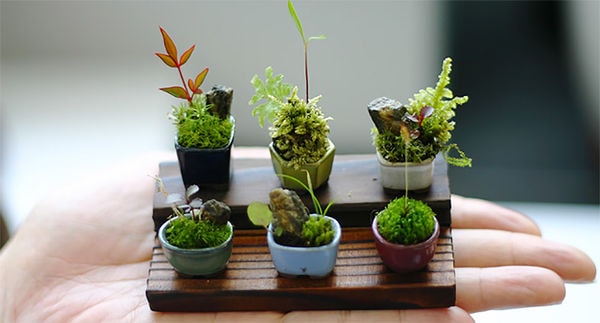 26 Beautiful Bonsai Innovations