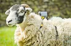 Cyclist-Photographing Sheep