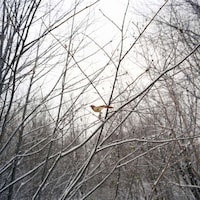 Intimate Avian Portraits Image 2