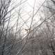 Intimate Avian Portraits Image 2