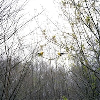 Intimate Avian Portraits Image 6