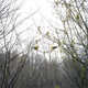 Intimate Avian Portraits Image 6