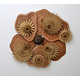 Wooden Coral Artworks Image 2