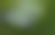 Clippings-Catching Push Mowers