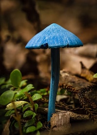 Ravishing Rainforest Photography Image 2