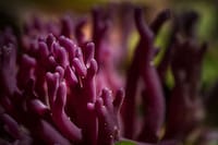 Ravishing Rainforest Photography Image 3