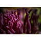 Ravishing Rainforest Photography Image 3