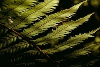 Ravishing Rainforest Photography Image 4