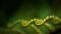 Ravishing Rainforest Photography Image 5