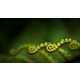 Ravishing Rainforest Photography Image 5