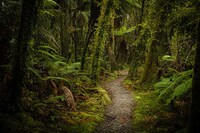 Ravishing Rainforest Photography Image 7