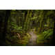 Ravishing Rainforest Photography Image 7