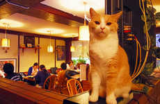 Cozy Cat Pubs