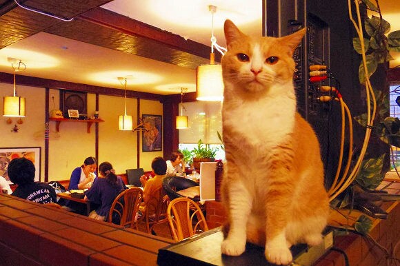 Cozy Cat Pubs