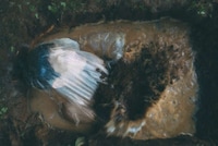 Bagged Body Collections Image 4