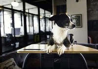Ergonomic Standing Desks Image 3