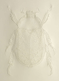 Etched Insect Artworks Image 3