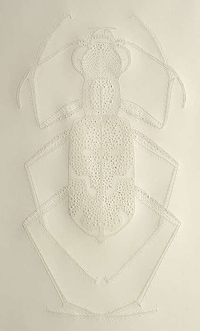 Etched Insect Artworks Image 4