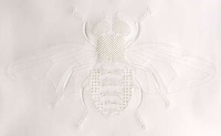 Etched Insect Artworks Image 5