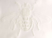 Etched Insect Artworks Image 8