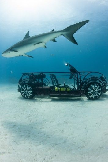 15 Shark Week Campaigns