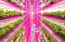 LED Lettuce Operations