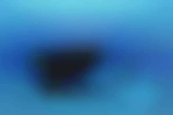 Magnificent Whale Photography