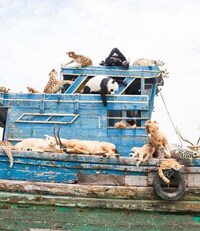 Suffering Animal Installations Image 5
