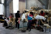 Suffering Animal Installations Image 6