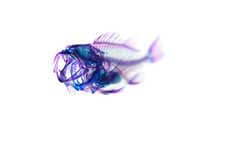 Fluorescent Fish Photography