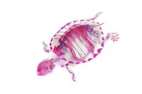 Fluorescent Fish Photography Image 3