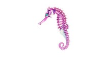 Fluorescent Fish Photography Image 4