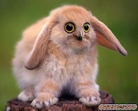 Hybrid Animals Photography Image 2