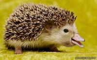 Hybrid Animals Photography Image 3
