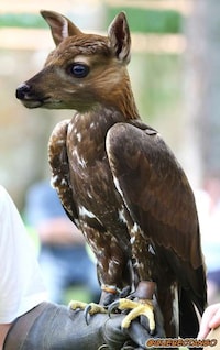 Hybrid Animals Photography Image 4