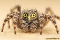 Hybrid Animals Photography Image 5
