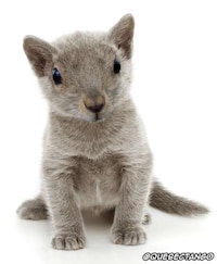 Hybrid Animals Photography Image 6