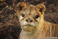 Hybrid Animals Photography Image 7