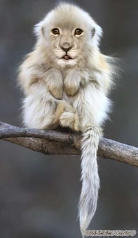 Hybrid Animals Photography Image 8