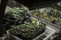 Luxurious Cannabis Lubricants Image 3