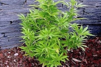 Luxurious Cannabis Lubricants Image 4