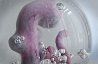 Embryonic Typography Designs Image 3