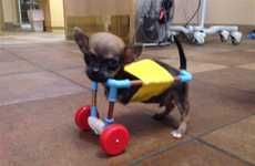 Adorable Canine Wheelchairs